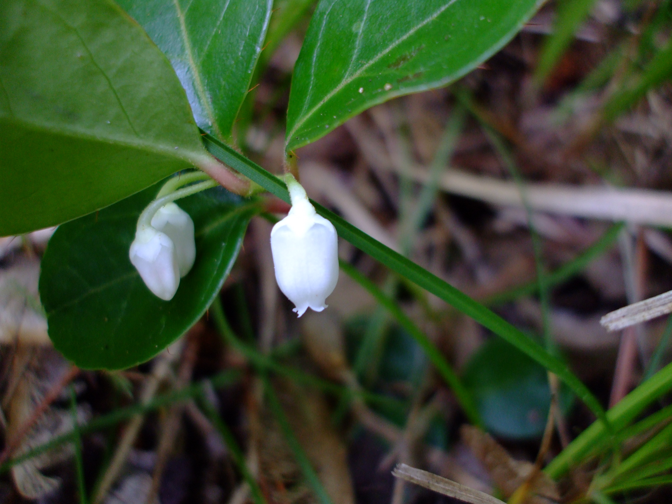 Gaultheria procumbens